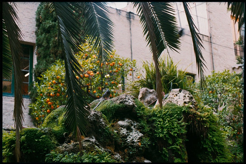 Fotografia, paisaje, palomas, arboles, plantas