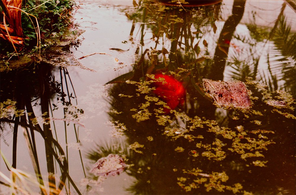 peces,estanco, paisaje, luz natural, reflejo, palmeras, plantas, agua